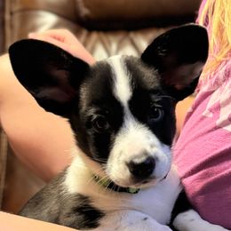 Snoopy ( green) - Black and white male Cardigan Welsh Corgi puppy in Omaha, Arkansas from DnD Corgis