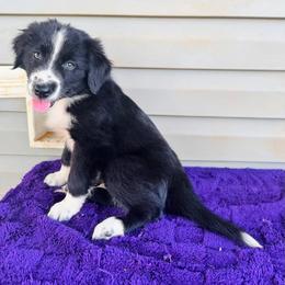 Onyx - Black & white male Australian Shepherd puppy in Charlotte, North Carolina from Awesome Aussies