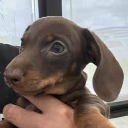 Dachshund Puppies from Weenie Land Miami
