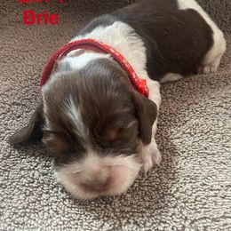 English Springer Spaniel Puppies from Picky’s Puppies