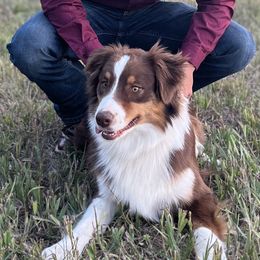Australian Shepherds from Leslie's Australian Shepherds