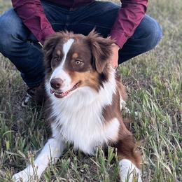 Australian Shepherds from Leslie's Australian Shepherds