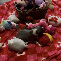 Girl 1 - Blue female Boston Terrier puppy in London, Kentucky from Antjie Boston