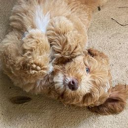 Australian Labradoodle Puppies from Lea Acres Australian Labradoodles