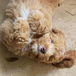 Australian Labradoodle Puppies from Lea Acres Australian Labradoodles