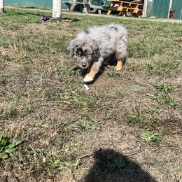 Spartan - Blue merle Australian Shepherd puppy in Otis, Oregon from Heritage Hill Aussies