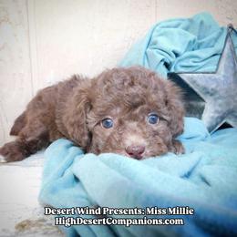 Millie - Sable female Aussiedoodle puppy in Dolan Springs, Arizona from High Desert Companions