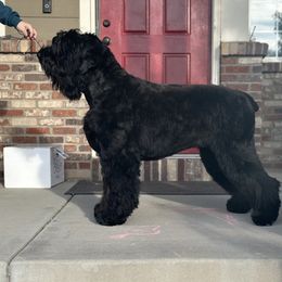 Lilith - Black Russian Terrier