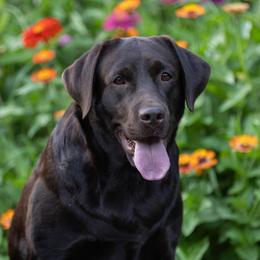 Labrador Retriever puppies from Puzzles Labradors