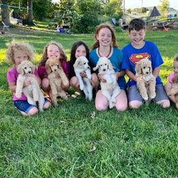 Labradoodle, Labrador Retriever, and Poodle Puppies from Quiverfull Acres