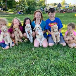 Labradoodle, Labrador Retriever, and Poodle Puppies from Quiverfull Acres