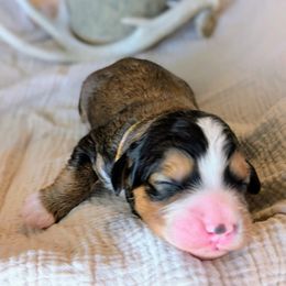 Yellow girl - Sable female Bernedoodle puppy in Beaumont, Texas from Joy's Dood Ranch