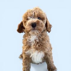 Buzz - Apricot male Goldendoodle puppy in Hughesville, Maryland from Fox Run Farm