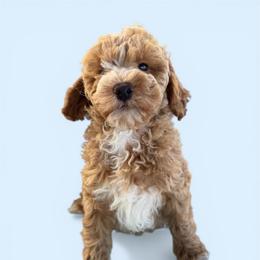Buzz - Apricot male Goldendoodle puppy in Hughesville, Maryland from Fox Run Farm