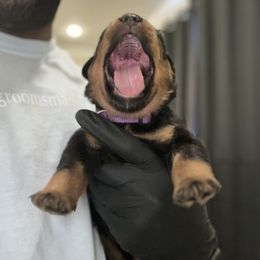 Purple - Black and rust female Rottweiler puppy in Oakland, Tennessee from House of Blu