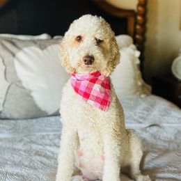 Hazel - Goldendoodle