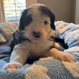 Burgundy girl - Black and white female Sheepadoodle puppy in Riverside, California from Downtown Doodles & Frenchies