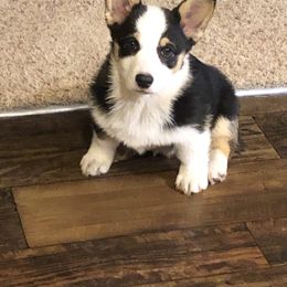 Pembroke Welsh Corgi Puppies from Loves Classic Corgis