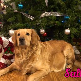 Sally - Golden Retriever