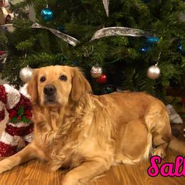 Sally - Golden Retriever