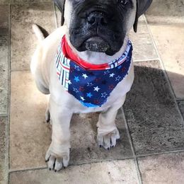 Bullmastiff Puppies from Amulet Bullmastiffs