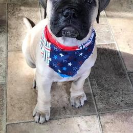 Bullmastiff Puppies from Amulet Bullmastiffs