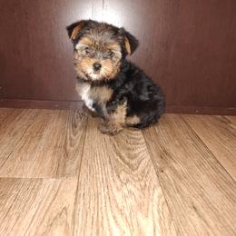 Yorkshire Terrier puppies from Puppy Kisses