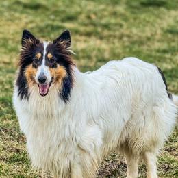 Lacey - Collie
