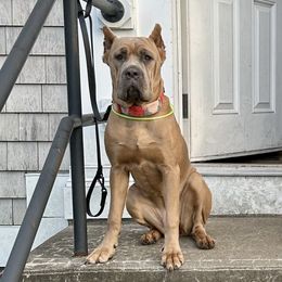 Cane Corso All Grown Up from Mass Cane Corso