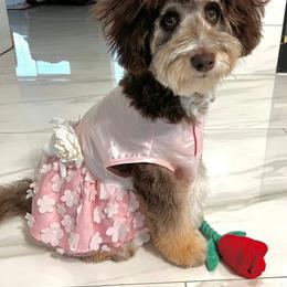 Aussiedoodles and Poodles from Pasta Puppies Doodles
