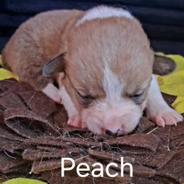 Peach - Red female Pembroke Welsh Corgi puppy in Kingman, Kansas from Tiny Titans K9
