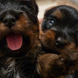 Yorkshire Terrier puppies from Twilights Yorkies FL