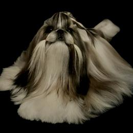 Glimmer - Shih Tzu