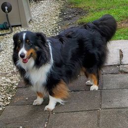 Lily - Shetland Sheepdog
