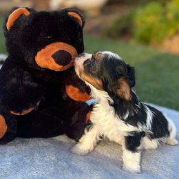 Biewer Terrier Puppies from Precious Jewels Biewer Terriers