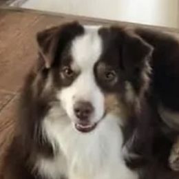 Titan - Miniature American Shepherd