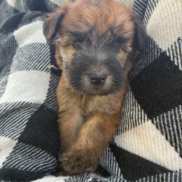 Pumba - Wheaten male Soft Coated Wheaten Terrier puppy in Nokomis, Illinois from Windhill Wheatens