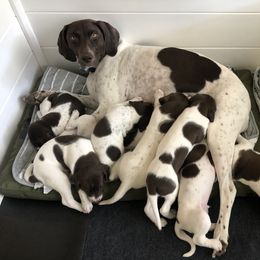 German Shorthaired Pointer Puppies from Chasing Kaya GSP Breeder