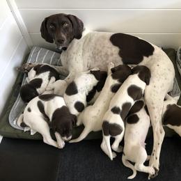 German Shorthaired Pointer Puppies from Chasing Kaya GSP Breeder