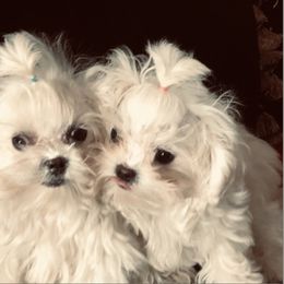 French Bulldog, Maltese, Poodle, and Yorkshire Terrier Puppies from Silver Lining
