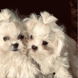 French Bulldog, Maltese, Poodle, and Yorkshire Terrier Puppies from Silver Lining
