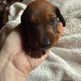 Red sable boy 3 - Sable male Dachshund puppy in Xenia, Ohio from Kuhbander Stable Llc