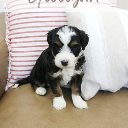 Gilligan - Tri-color male Bernedoodle puppy in Idaho Falls, Idaho from Idahome Doodle