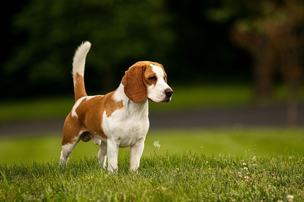 Beagles In Kansas