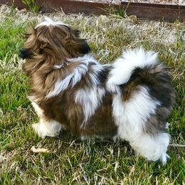 Shih Tzu Puppies from Willow Lane Shih Tzus