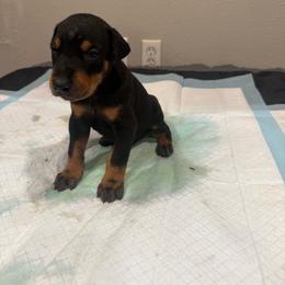 Boy 2 - Black and rust male Doberman Pinscher puppy in Elgin, Texas from New Horizons Kennels