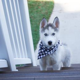 Koda - Sable and white male Siberian Husky puppy in Elmwood Park, Illinois from HuskiesAndGoldensWithFinesse