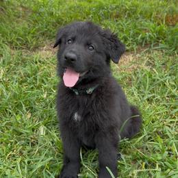 Teal - Black female German Shepherd puppy in Midway, Kentucky from Von Charry German Shepherd’s