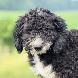 Ava - Black Bernedoodle puppy in Angola, Indiana from Danae's Bernedoodles