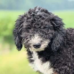 Ava - Black Bernedoodle puppy in Angola, Indiana from Danae's Bernedoodles
